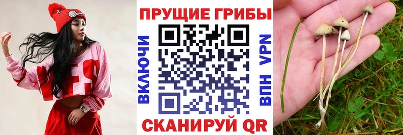 купить  цена  Гаврилов-Ям  Галлюциногенные грибы Magic Shrooms 